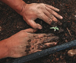 hands planting seedling